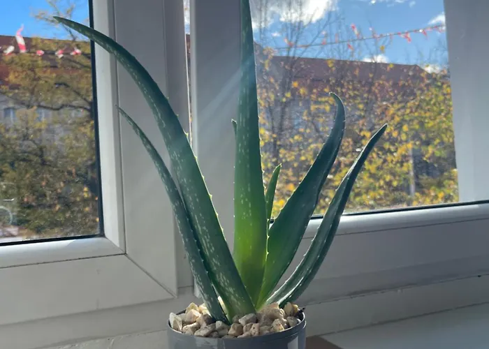 Appartement Citylight